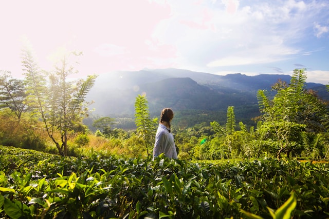 Tea plantations of Ella